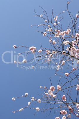 Tree in blossom