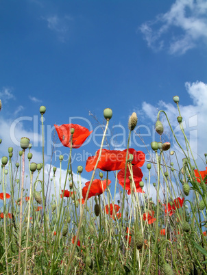 Poppies In A Field