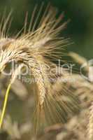Curved wheat