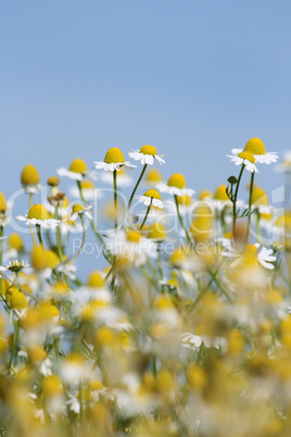 Daisies