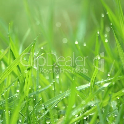 Drippy grass