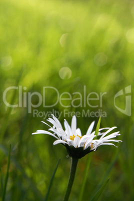 First daisy