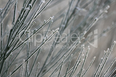 Frozen branches