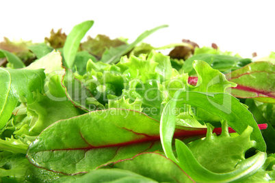 Fresh mixed lettuces, horizontal