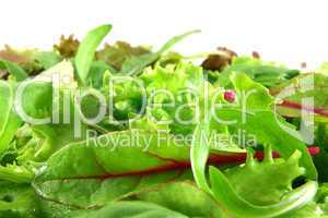 Fresh mixed lettuces, horizontal