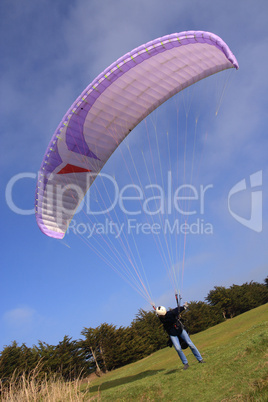 Purple paraglider launching