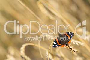 Red Admiral