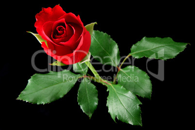 Red rose isolated on black