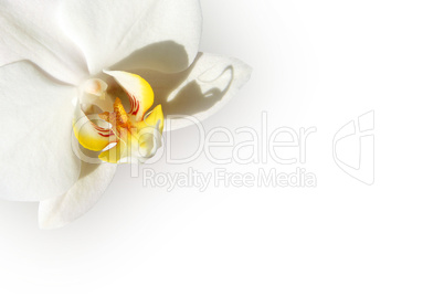 White orchid card