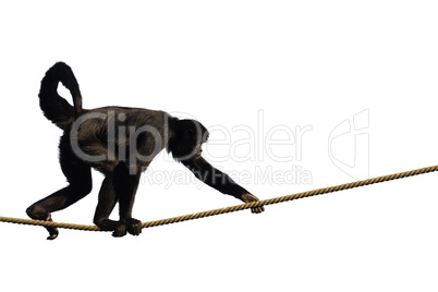 Climbing Monkey