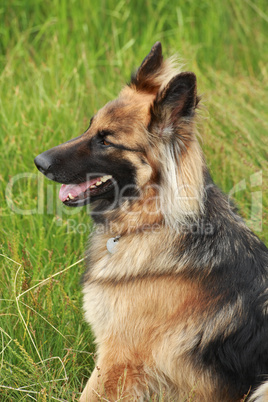 German shepherd