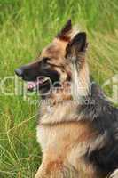 German shepherd