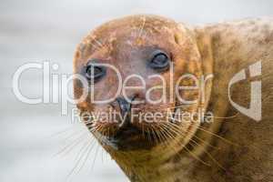 Seal Head
