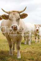 Blondes d'Aquitaine cows