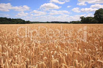 Wheat field