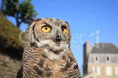 Great Horned Owl