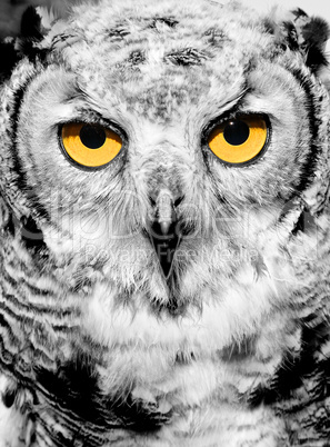 Portrait of owl