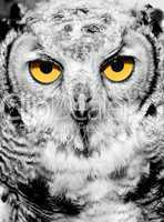 Portrait of owl