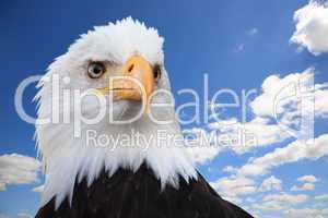 Bald eagle (Haliaeetus leucocephalus)