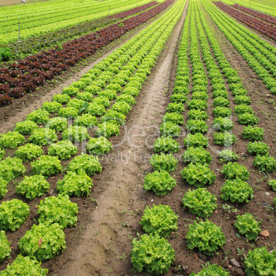 Lettuces in the fields