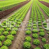 Lettuces in the fields