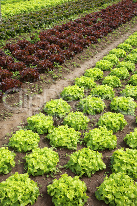 Lettuces in the fields