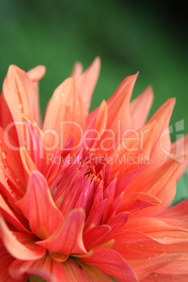 Fresh Dahlia