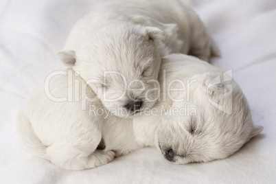 Sleeping puppies