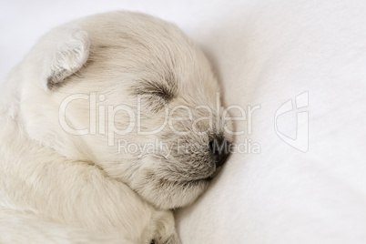 Sleeping puppy