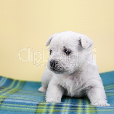 Puppy on a plaid