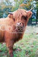 Highland cow