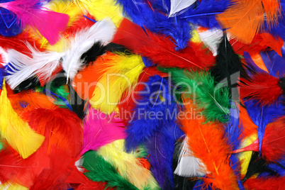 Multicolor feathers