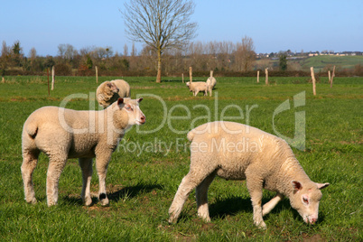 Sheeps pasture