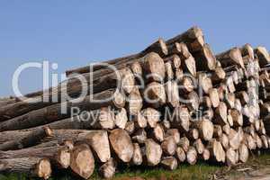 Timber pile