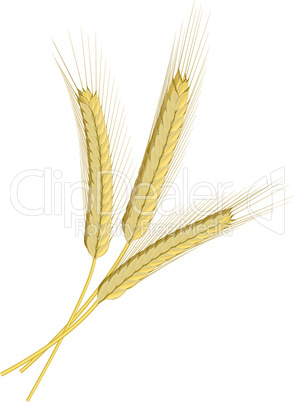 Wheat isolated on white