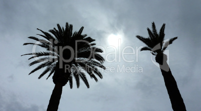 Palm trees, clouds and sun