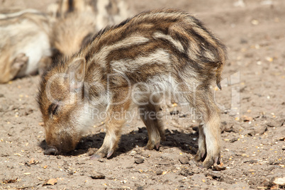 young wild  boar sleeping