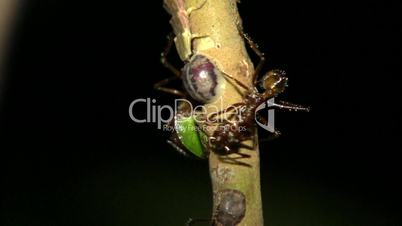 Spectacular example of multiple insect symbiosis in the Amazon