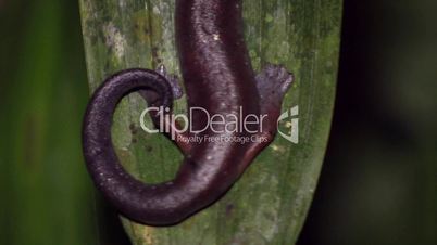 Ecuadiorian Climbing Salamander (Bolitoglossa ecuatoriana)