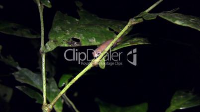 Ecuadorian Climbing Salamander (Bolitoglossa ecuatoriana)
