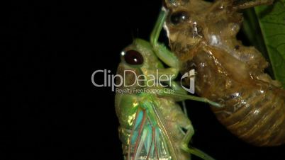 Adult cicada emerging from larval skin
