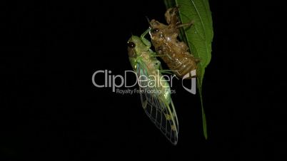 Adult cicada emerging from larval skin