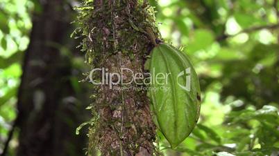 A wild Cocoa species (Theobroma sp.)