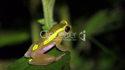 Upper Amazon Treefrog (Dendropsophus bifurcus)