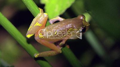 SarayacuTreefrog (Dendropsophus sarayacuensis)