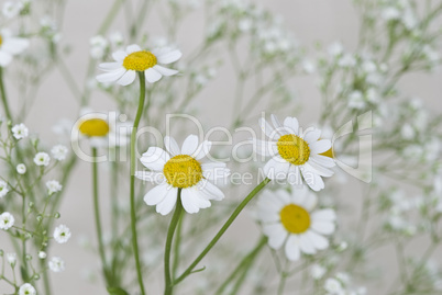 Camomile flower