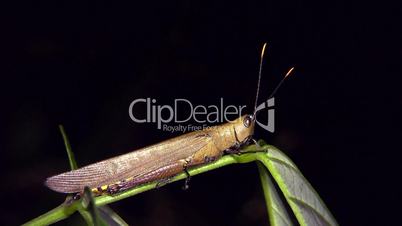 Amazonian grasshopper