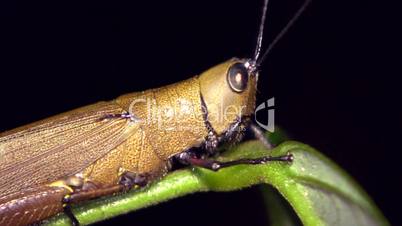 Amazonian grasshopper