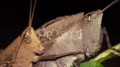 Amazonian grasshoppers mating