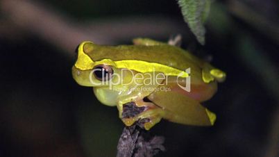 Upper Amazon Treefrog (Dendropsophus bifurcus)